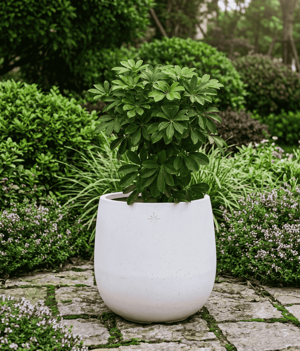 Outdoor plant outside an alabaster white cone-shape planter