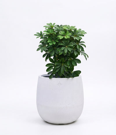 The Tapered Series | Alabaster White Cone-Shape Planters