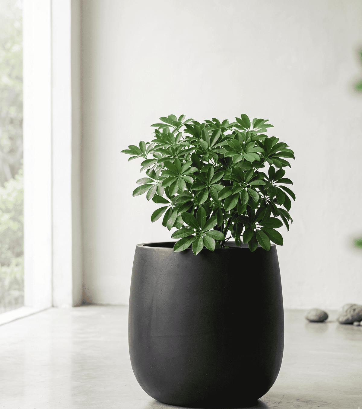 Durable black cone planter pot showcasing the tapered design and matte finish