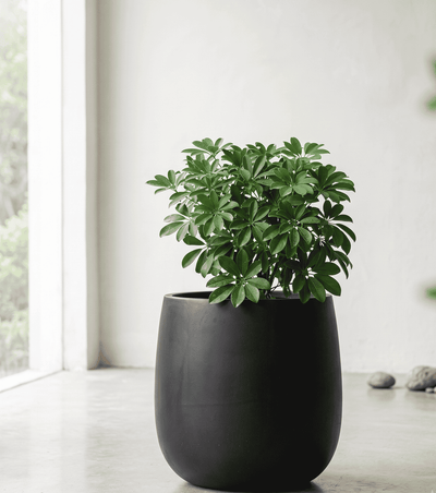 The Tapered Series | Onyx Black Cone Shape Planters